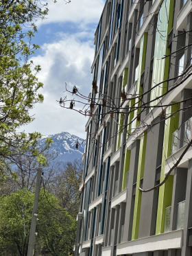 ����� ������� �����,���� �����, ������