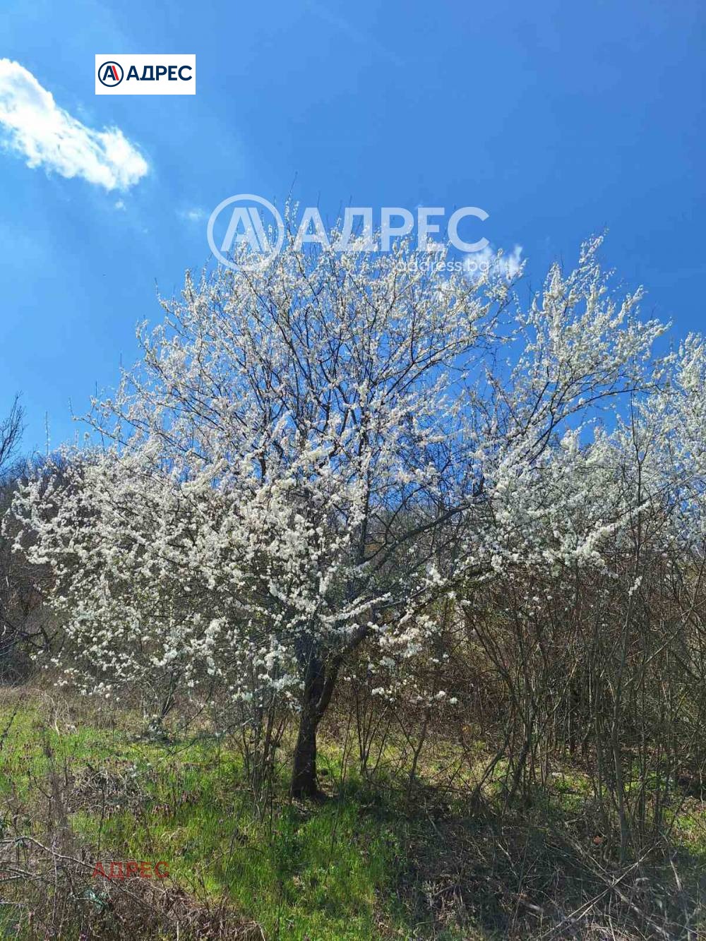 Продава ПАРЦЕЛ, с. Осеново, област Варна, снимка 14 - Парцели - 54643773