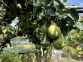 Продава КЪЩА, област София, с. Лесново • 545000 € • 17493604 — Holmes.bg