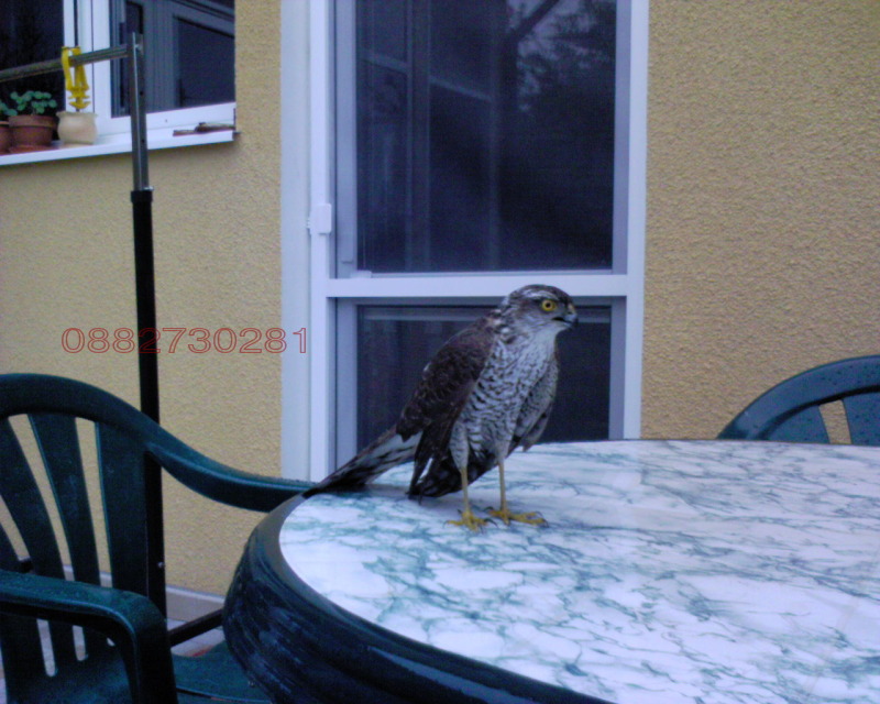 Продава КЪЩА, гр. София, с. Войнеговци, снимка 12 - Къщи - 52528626