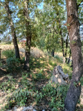 Продава ПАРЦЕЛ, с. Белащица, област Пловдив, снимка 2