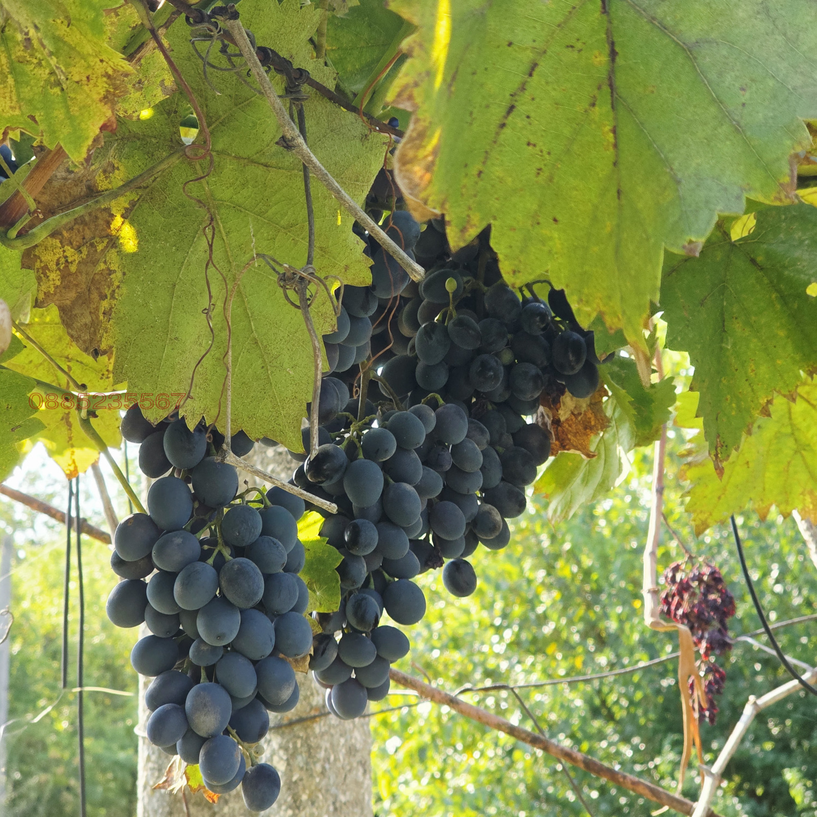 ������� ������ | Imot.bg � ����������� 15