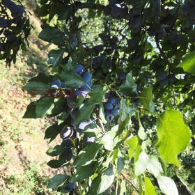 ������� ������ | Imot.bg � ����� ������ 8