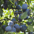 Продава ПАРЦЕЛ, с. Сноп, област Добрич, снимка 4