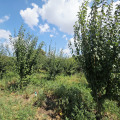 Продава ПАРЦЕЛ, с. Сноп, област Добрич, снимка 11