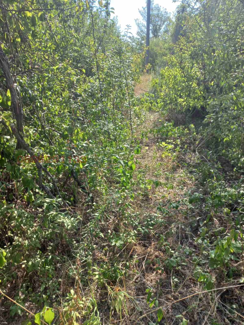 Продава ЗЕМЕДЕЛСКА ЗЕМЯ, гр. Лом, област Монтана, снимка 12 - Земеделска земя - 52780202