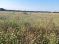 Продава ЗЕМЕДЕЛСКА ЗЕМЯ, с. Новаково, област Варна, снимка 3