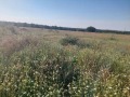Продава  Земеделска земя област Варна , с. Новаково , 10 дка | 70813257 - изображение [2]