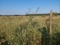 Продава  Земеделска земя област Варна , с. Новаково , 10 дка | 70813257 - изображение [7]
