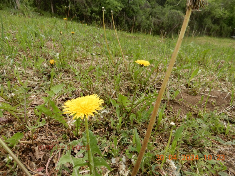 De vânzare  Vilă regiunea Pernik , Svetlia , 80 mp | 74823009 - imagine [5]