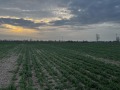 Продава  Парцел област София , гр. Елин Пелин , 4080 кв.м | 63109712 - изображение [5]