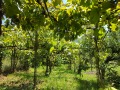 Продава КЪЩА, с. Българене, област Ловеч, снимка 17