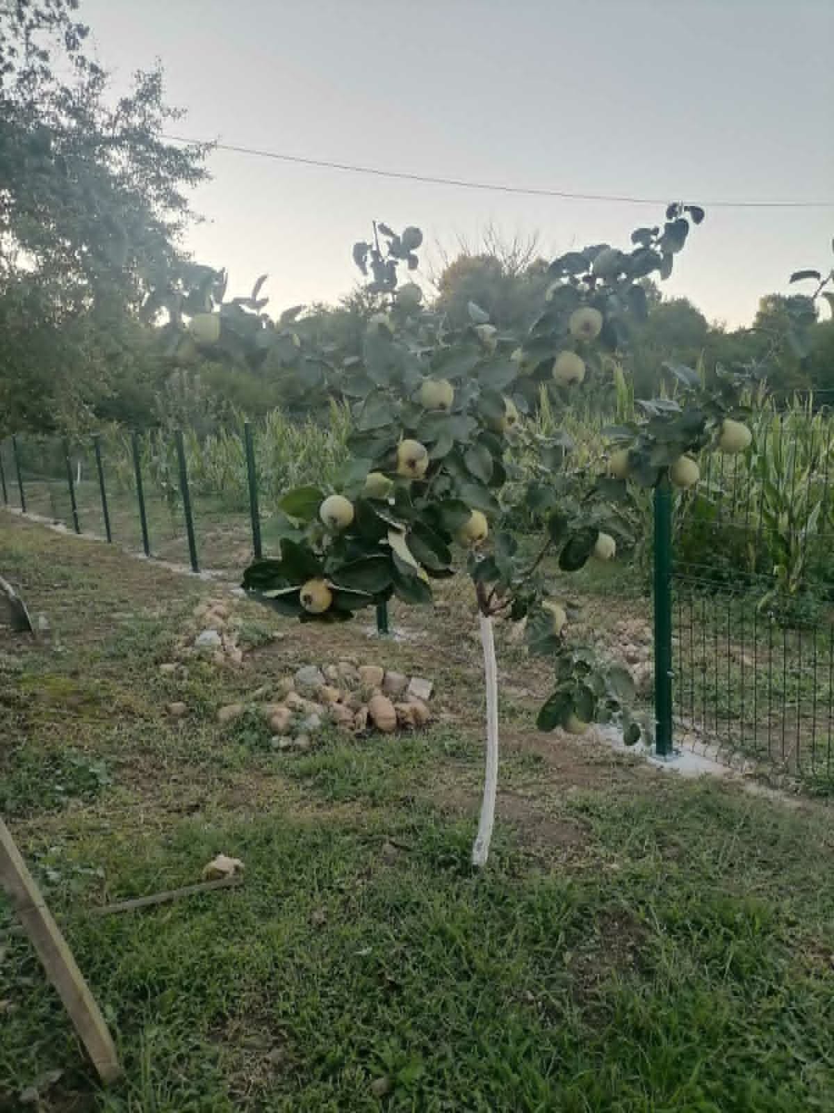 Продава ПАРЦЕЛ, гр. Перник, Църква, снимка 5 - Парцели - 54590675