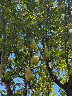 ����� ������� ���������� ����,�. ������, ������ �������