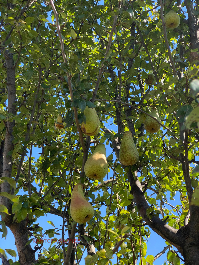 Продава ЗЕМЕДЕЛСКА ЗЕМЯ, с. Богдан, област Пловдив