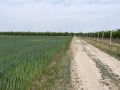 Продава ЗЕМЕДЕЛСКА ЗЕМЯ, с. Строево, област Пловдив, снимка 2