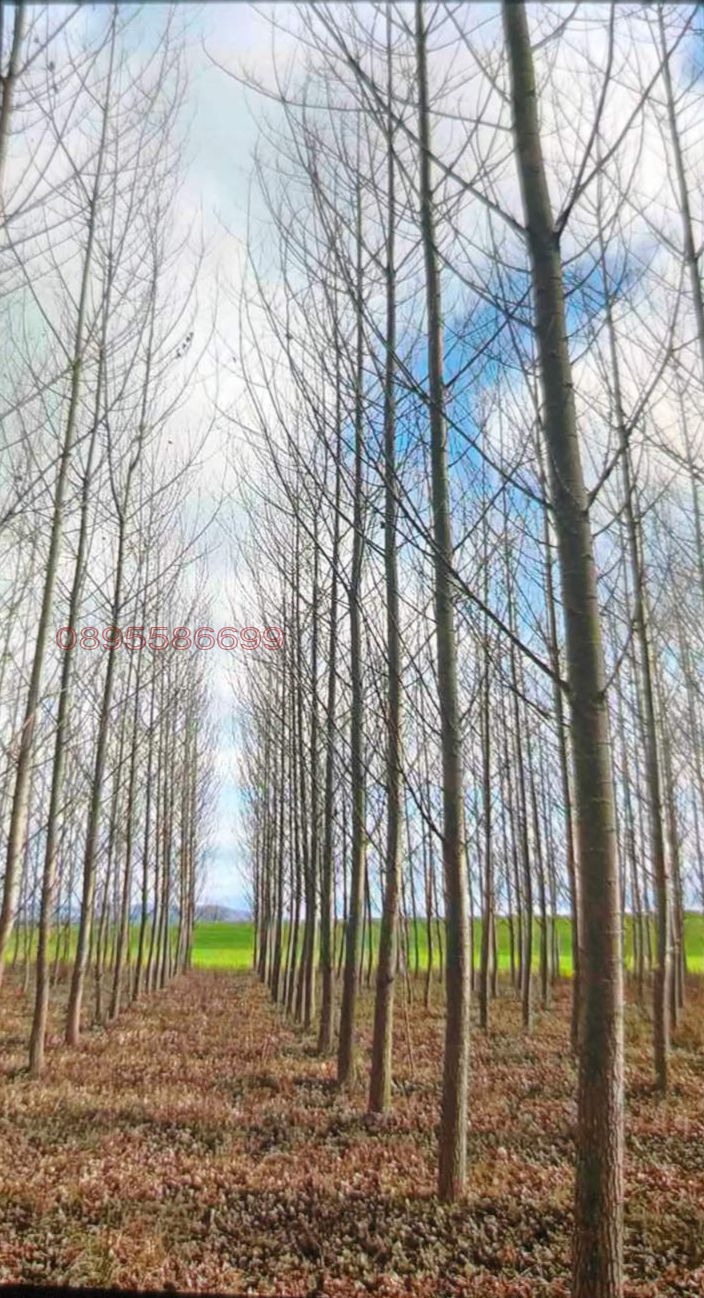 Продава ЗЕМЕДЕЛСКА ЗЕМЯ, гр. Сунгурларе, област Бургас