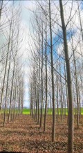 Продава ЗЕМЕДЕЛСКА ЗЕМЯ, гр. Сунгурларе, област Бургас, снимка 1