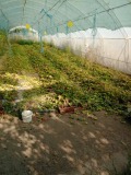 Продава ПАРЦЕЛ, с. Подем, област Плевен, снимка 1