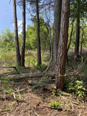 ������ ������� ������