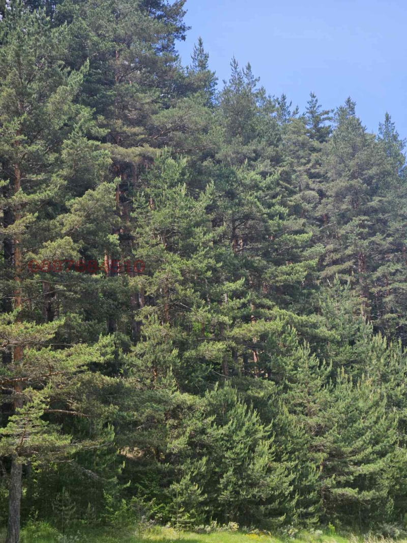 Продава ЗЕМЕДЕЛСКА ЗЕМЯ, с. Славовица, област Пазарджик, снимка 2 - Земеделска земя - 52781181