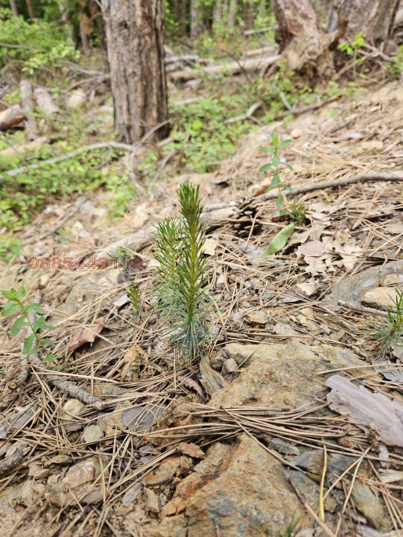 Продава ЗЕМЕДЕЛСКА ЗЕМЯ, с. Добърчин, област София област, снимка 3 - Земеделска земя - 53161226
