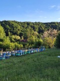 Продава  Парцел област Велико Търново , с. Войнежа , 2000 кв.м | 61740776 - изображение [4]
