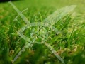 Продава ПАРЦЕЛ, област Бургас, гр. Несебър • 31125 € / 60875.21 лв. • 81614126 1