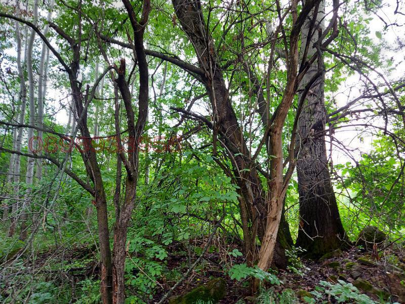 Продава ПАРЦЕЛ, с. Здравковец, област Габрово, снимка 7 - Парцели - 54160241