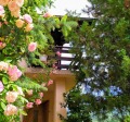 Продава КЪЩА, област Пловдив, с. Храбрино • 214500 € • 34930459 — Holmes.bg