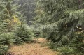 Продава ПАРЦЕЛ, с. Говедарци, област София област, снимка 5