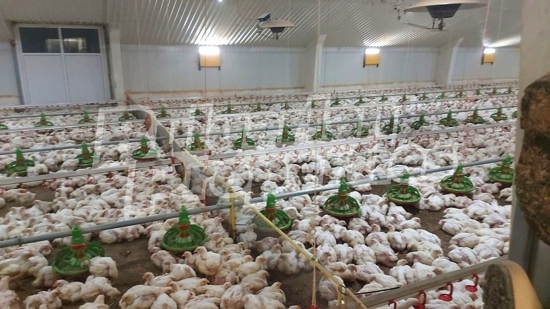 Продава БИЗНЕС ИМОТ, с. Стожер, област Добрич, снимка 5 - Други - 52873742