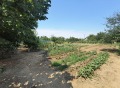Продава КЪЩА, област Силистра, гр. Тутракан • 36900 € • 55248179 — Holmes.bg