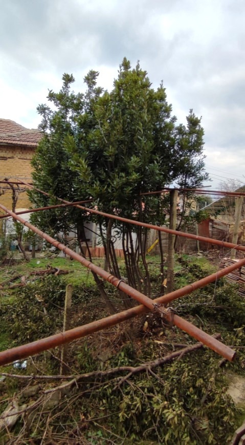 Til salgs  Hus region Blagoevgrad , Harsovo , 180 kvm | 65492498 - bilde [5]