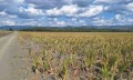 Продава ПАРЦЕЛ, к.к. Слънчев бряг, област Бургас, снимка 2