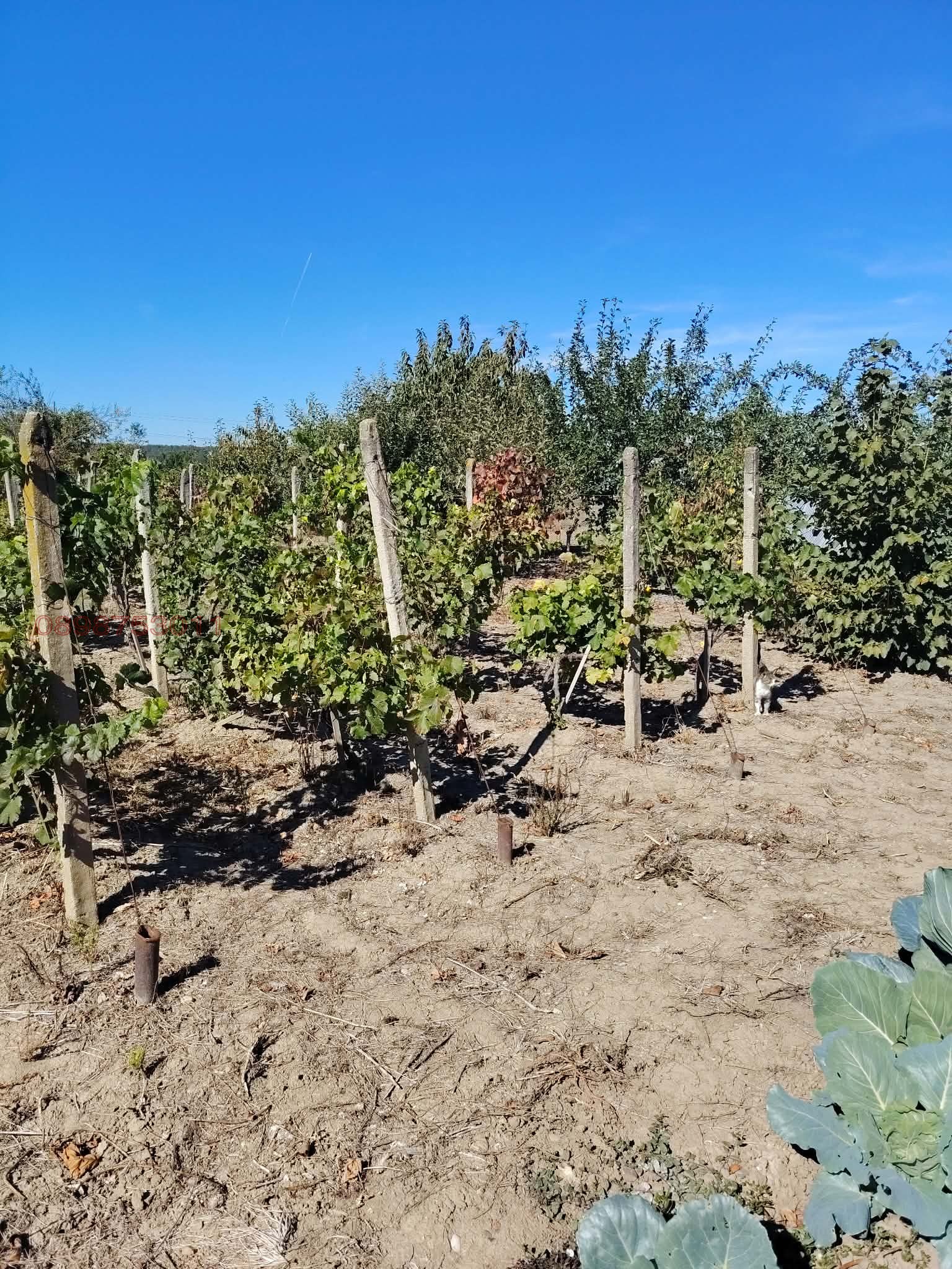 Продава КЪЩА, с. Йоглав, област Ловеч, снимка 5 - Къщи - 56750745