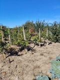 Продава КЪЩА, с. Йоглав, област Ловеч, снимка 5