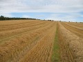 Продава  Земеделска земя област Добрич , с. Конаре , 40 дка | 30472772