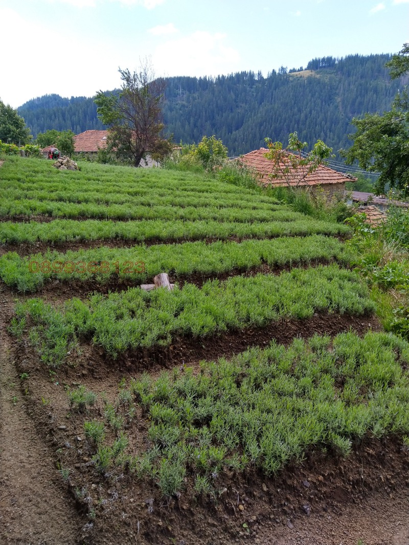 Продава КЪЩА, с. Кутела, област Смолян, снимка 2 - Къщи - 52782506