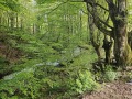 Продава ПАРЦЕЛ, с. Рибарица, област Ловеч, снимка 10