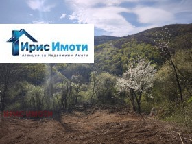 ����� ������� ������,���� �����, �������