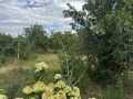 Продава КЪЩА, с. Доброплодно, област Варна, снимка 3
