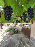 Продава КЪЩА, гр. Каспичан, област Шумен, снимка 2