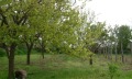 Продава КЪЩА, област Добрич, с. Ведрина • 24000 € • 53373847 — Holmes.bg