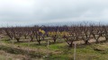 Продава ПАРЦЕЛ, с. Браниполе, област Пловдив, снимка 3