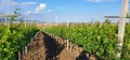Продава  Къща област Бургас , к.к. Слънчев бряг , 185 кв.м | 63433260 - изображение [6]