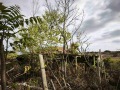 Продава КЪЩА, град Варна, с. Константиново • 70000 € • 31978768 — Holmes.bg