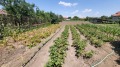 Продава ПАРЦЕЛ, с. Борисово, област Русе, снимка 1