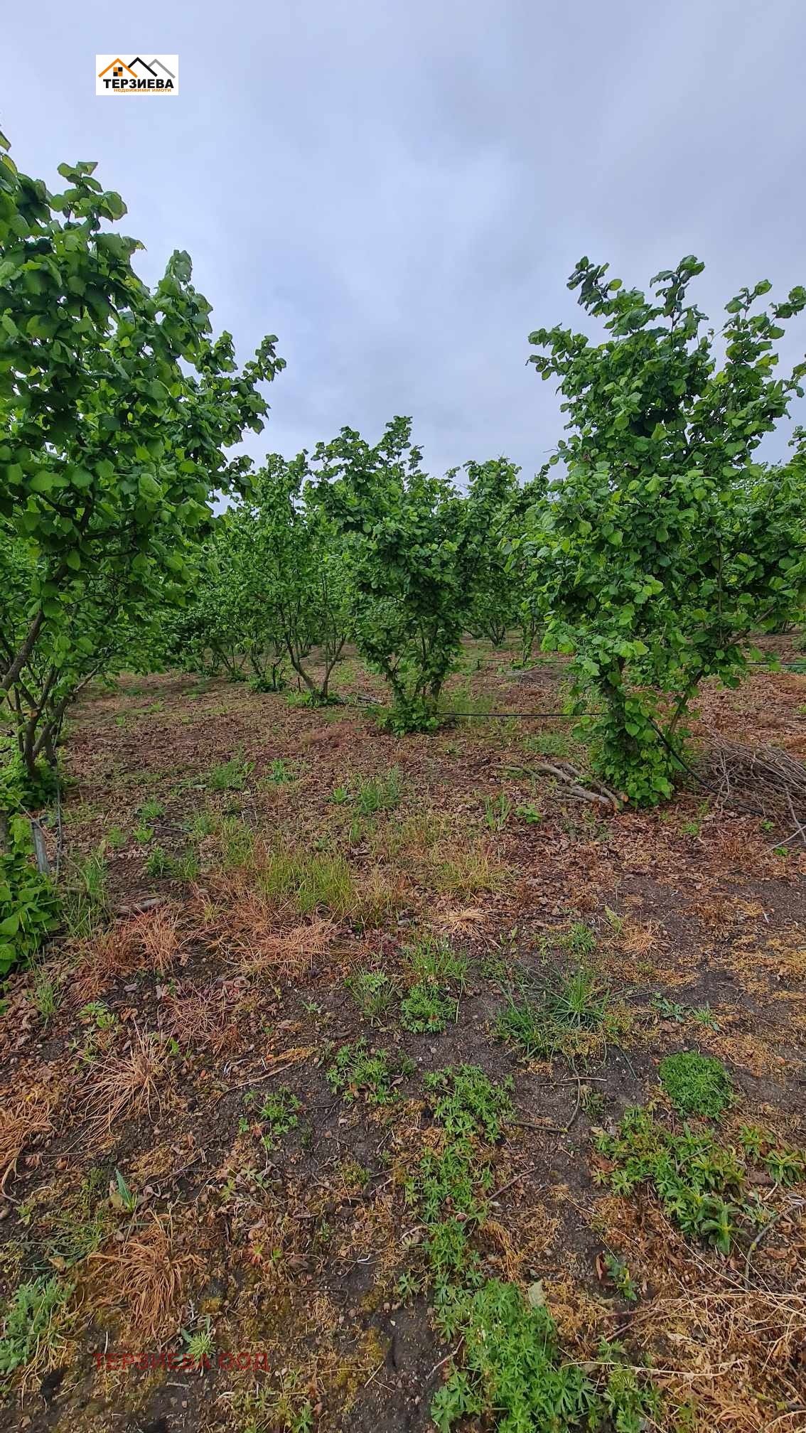 Продава ПАРЦЕЛ, с. Пъстрен, област Стара Загора, снимка 2 - Парцели - 45469463