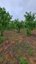 Продава ПАРЦЕЛ, с. Пъстрен, област Стара Загора, снимка 2